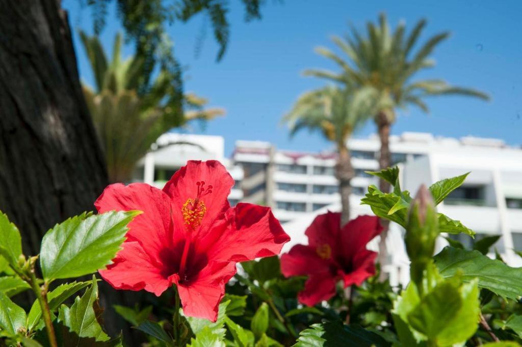 Optimist Las Americas Playa de las Americas  Exterior photo